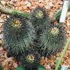 Copiapoa_calderana_3